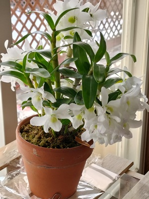 ラケナリア ヴィリディフローラの花の色