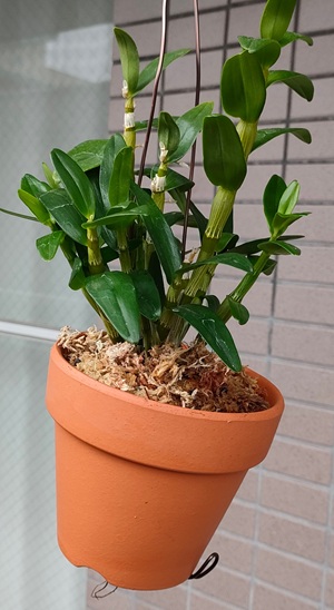 グリーン愛の植え替え後の様子