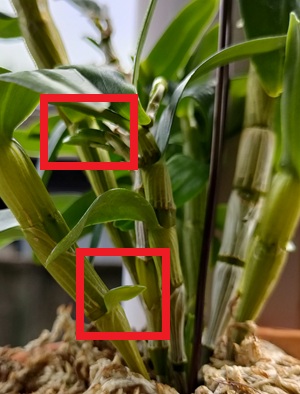 グリーン愛の花芽の様子