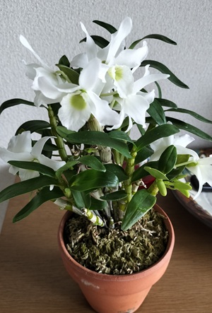 グリーン愛の開花が始まったの様子
