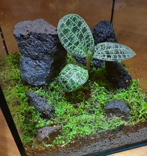 水槽に植えられたジュエルオーキッド