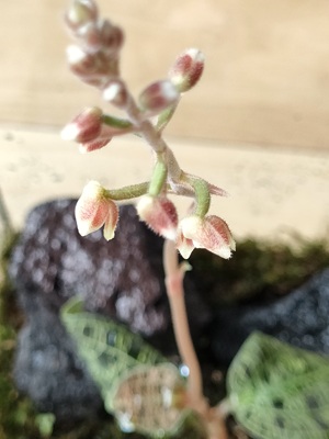 開花したジュエルオーキッド