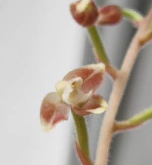 ジュエルオーキッドの花を拡大した様子