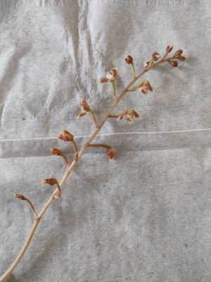 切り取られたジュエルオーキッドの花穂