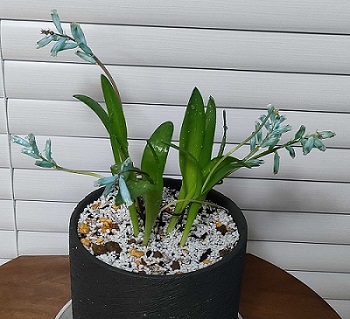 ラケナリア ヴィリディフローラを植え付けた様子
