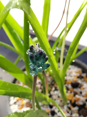 ラケナリア ヴィリディフローラのつぼみがつく様子