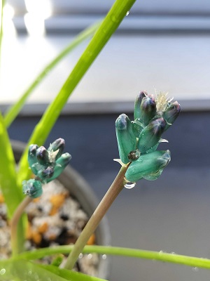 ラケナリア ヴィリディフローラの花の色
