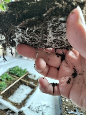 ビオラの根が張っている様子