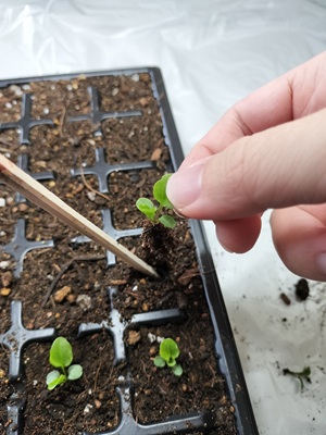 セルトレイにビオラの苗を移植する様子