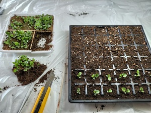 セルトレイにビオラの苗を移植する様子２